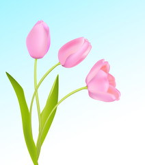 Soft pink tulips on light blue sky spring background. Vector