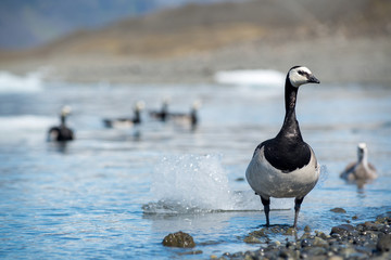 Barnacle Goose