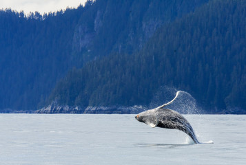 Naklejka premium Hampback Whale breaching..