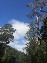 giant gum trees