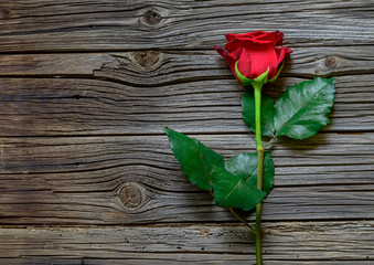 Single lovely red rose against a dark wood