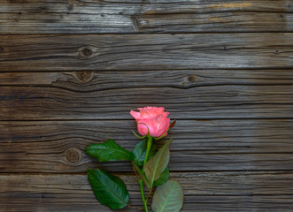 Fototapeta na wymiar Single lovely pink rose against a dark wood