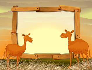 Frame design with camels in the field