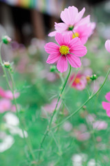 Cosmos flower