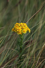 S&eacute;ne&ccedil;on sauvage sur le littoral.