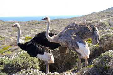 Pair of Ostriches, Tanzania, Africa