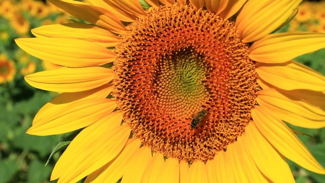 Fleurs de tournesol s'offrant aux abeilles