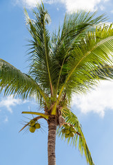Obraz premium Coconut Palm Tree Under Nice Sky