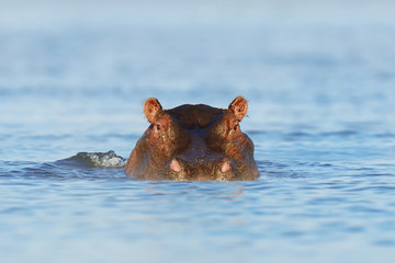 Hippo in the water