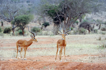 Impala on savanna in Africa