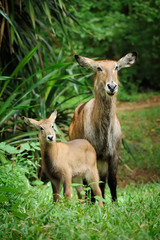 Waterbuck with baby