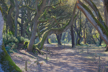 Bois de la Chaize &agrave; Noirmoutier