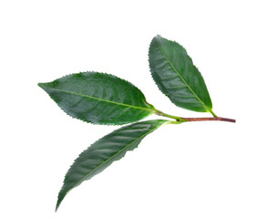 tea  leaves  on  the  white  ground