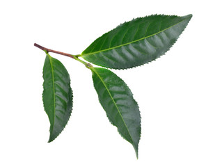 tea  leaves  on  the  white  ground