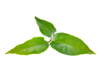 tea  leaves  on  the  white  ground