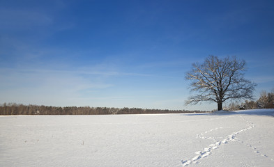 lonely tree,  winter 