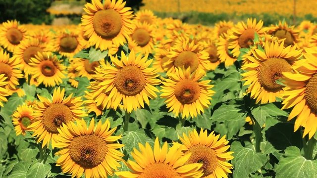 Tournesols sous le ciel bleu