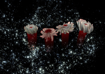 Marine life in the night sky