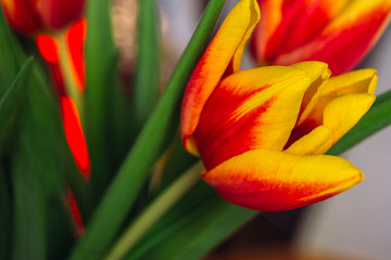bouquet of fresh tulips close-up macro shot