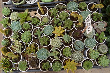 Obraz na płótnie Canvas various of colorful cactus and succulents display for sale in the Vietnam Market