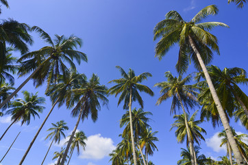 Naklejka na ściany i meble Coconut or palm tree with clouds and blue sky and copyspace area