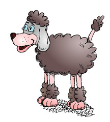 Sketchy cute dog poodle