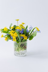yellow and blue spring primroses in a transparent glass on a lig