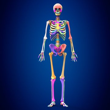 Full Body Scan Images – Browse 2,586 Stock Photos, Vectors, and