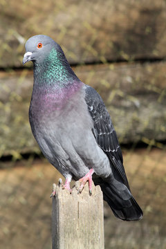 pigeon 22032016