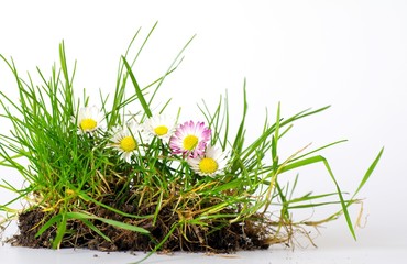 Grasnarbe mit Gänseblümchen