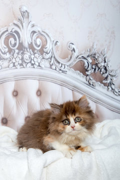 Süßes, kleines Katzenbaby liegt auf einem barocken Bett.