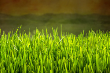 Green grass