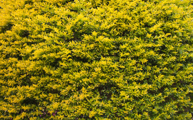 Soft focus Yellow Leaf in thailand
