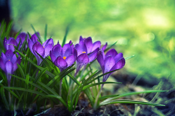 Group of blooming purple crocus delicate flowers against a background of green grass blurred. Gentle sunlight. dew drops on flowers.
