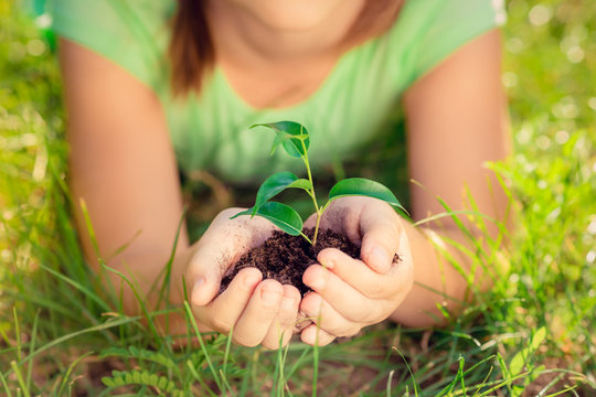 Child holding young plant in hands