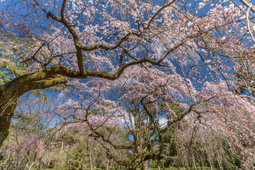 京都御苑　枝垂れ桜