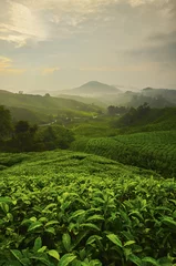 Tuinposter Viewpoint on the top of cameron highland, tea valley and sunrise © nelzajamal