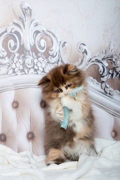 Süßes, kleines Katzenbaby auf einem barocken Bett spielt mit einer blauen Feder.