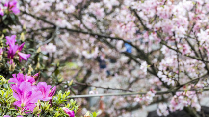 Tien-Yuan temple with cherry blossom in Taipei