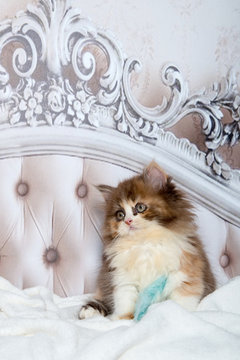 Süßes, kleines Katzenbaby auf einem barocken Bett spielt mit einer blauen Feder.