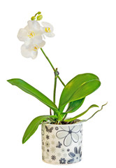 White orchids flowers with yellow pistils in a green vase, flower pot, isolated on a white background.