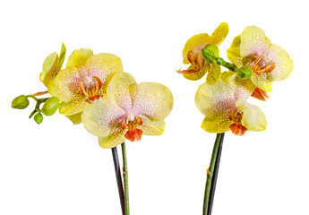 Obraz na płótnie Canvas Yellow orchids flowers with red pistils and buds, close up, isolated on white background