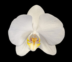 White orchid flower close up, yellow pistils, isolated on black background. - Powered by Adobe