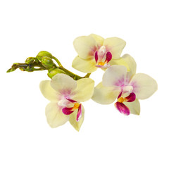 Yellow orchids flowers with red pistils and buds, close up, isolated on white background