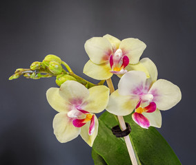 Yellow orchid flower with red pistils, dark gradient background.