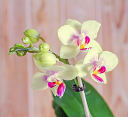 Naklejka na ściany i meble Yellow orchid flower with red pistils, wood background.