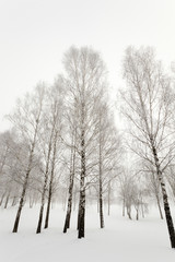 Obraz na płótnie Canvas winter trees, close up