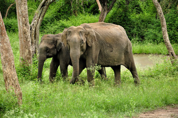 Fototapeta na wymiar Elephant in the wild 