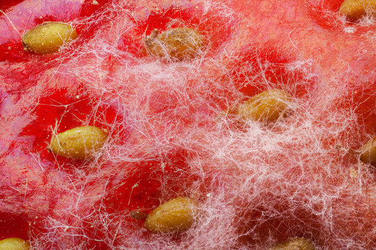 Strawberry covered by white mold through the microscope with high magnification