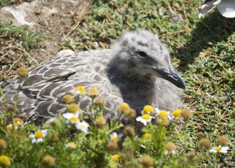 poussin goéland argenté © maschmitt